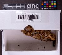 Hymenochaete borealis image