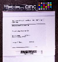 Stigmina thermopsidis image