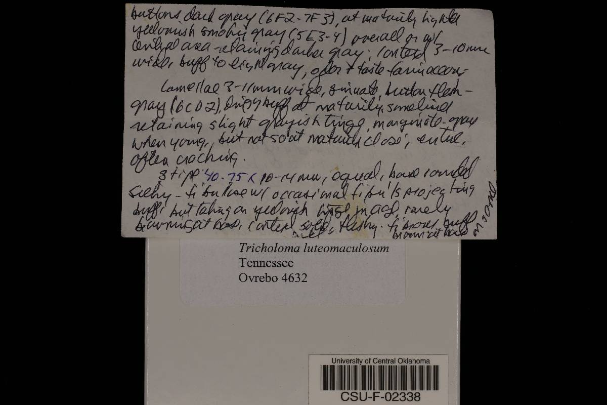 Tricholoma luteomaculosum image