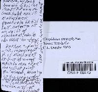 Crepidotus crocophyllus image