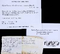 Hydnellum concrescens image