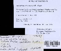 Marasmius strictipes image