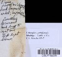 Pseudoclitocybe cyathiformis image