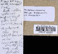 Tricholoma subaureum image