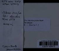 Tricholoma pudorinum image