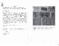 Passalora bacilligera image