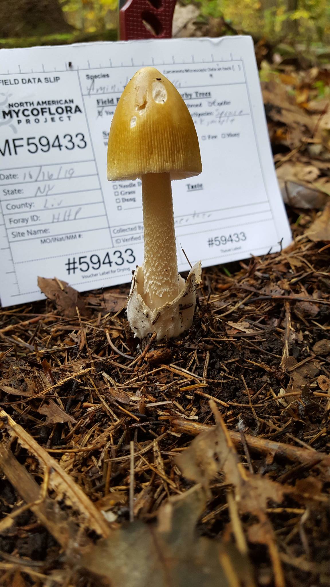 Amanita sinicoflava thumbnail
