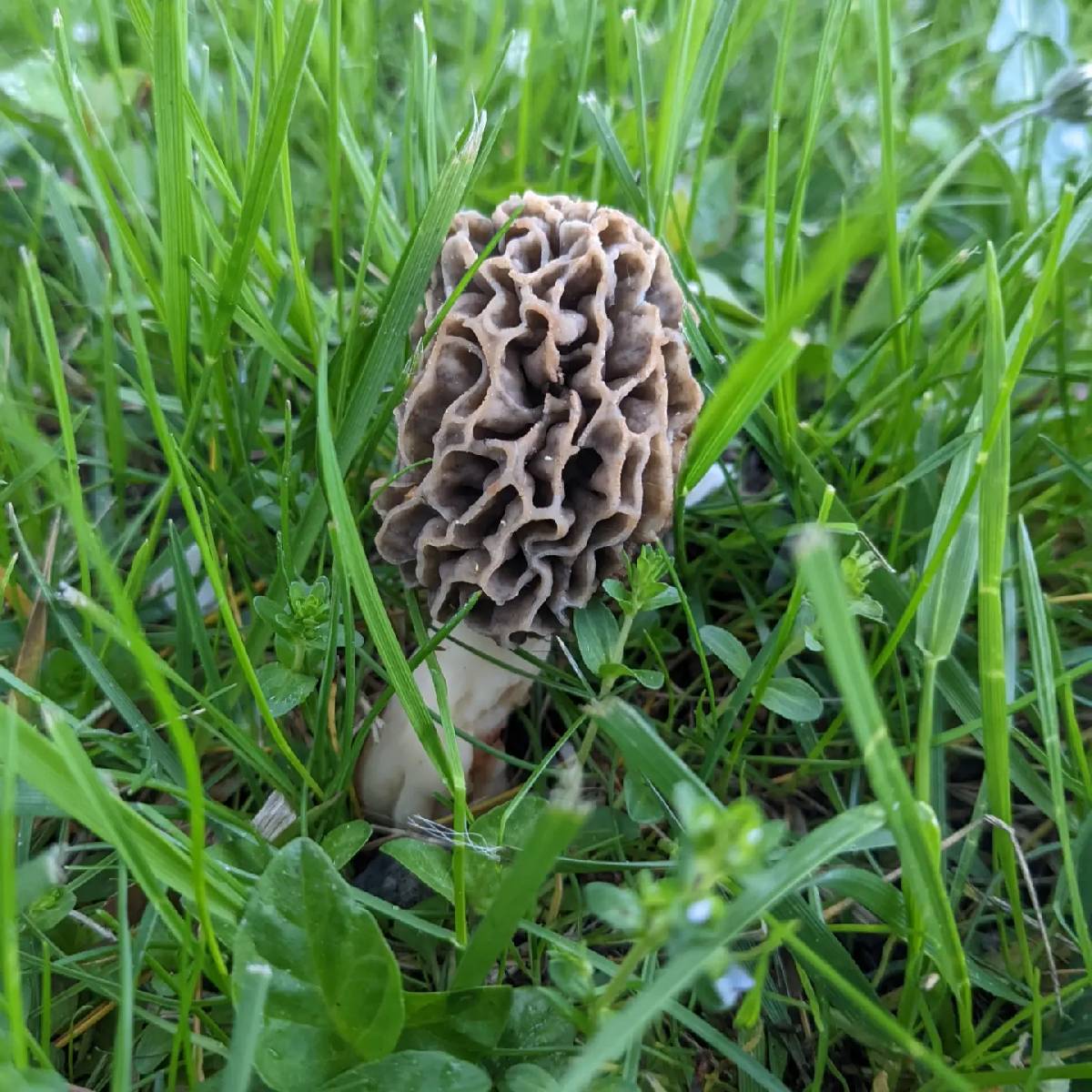 Morchella americana thumbnail
