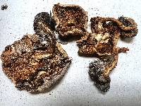 Cortinarius atkinsonianus image