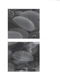 Inocybe subrubescens image