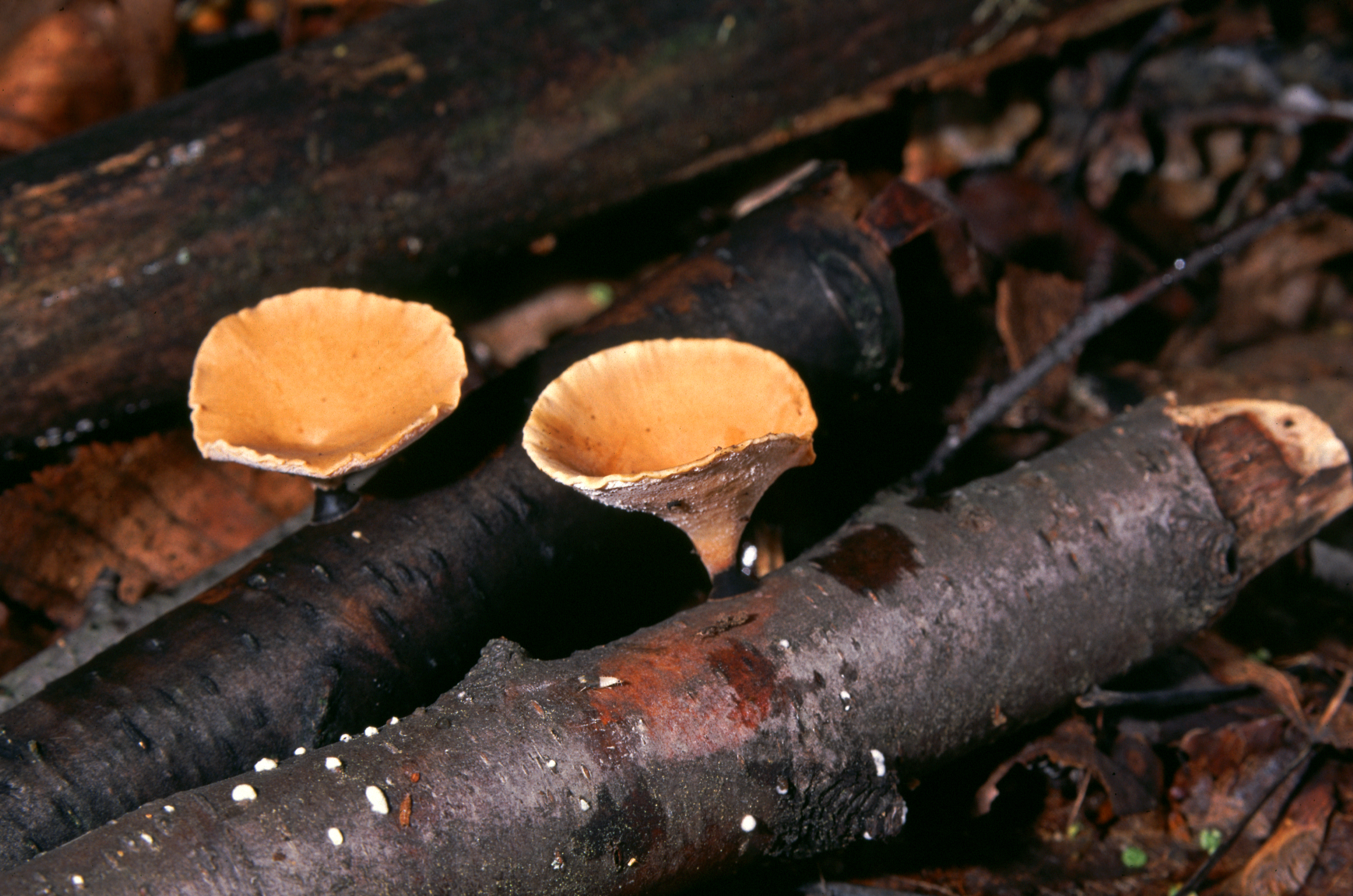 Polyporus varius