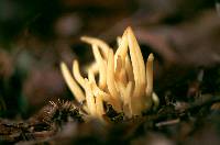 Clavulinopsis fusiformis image