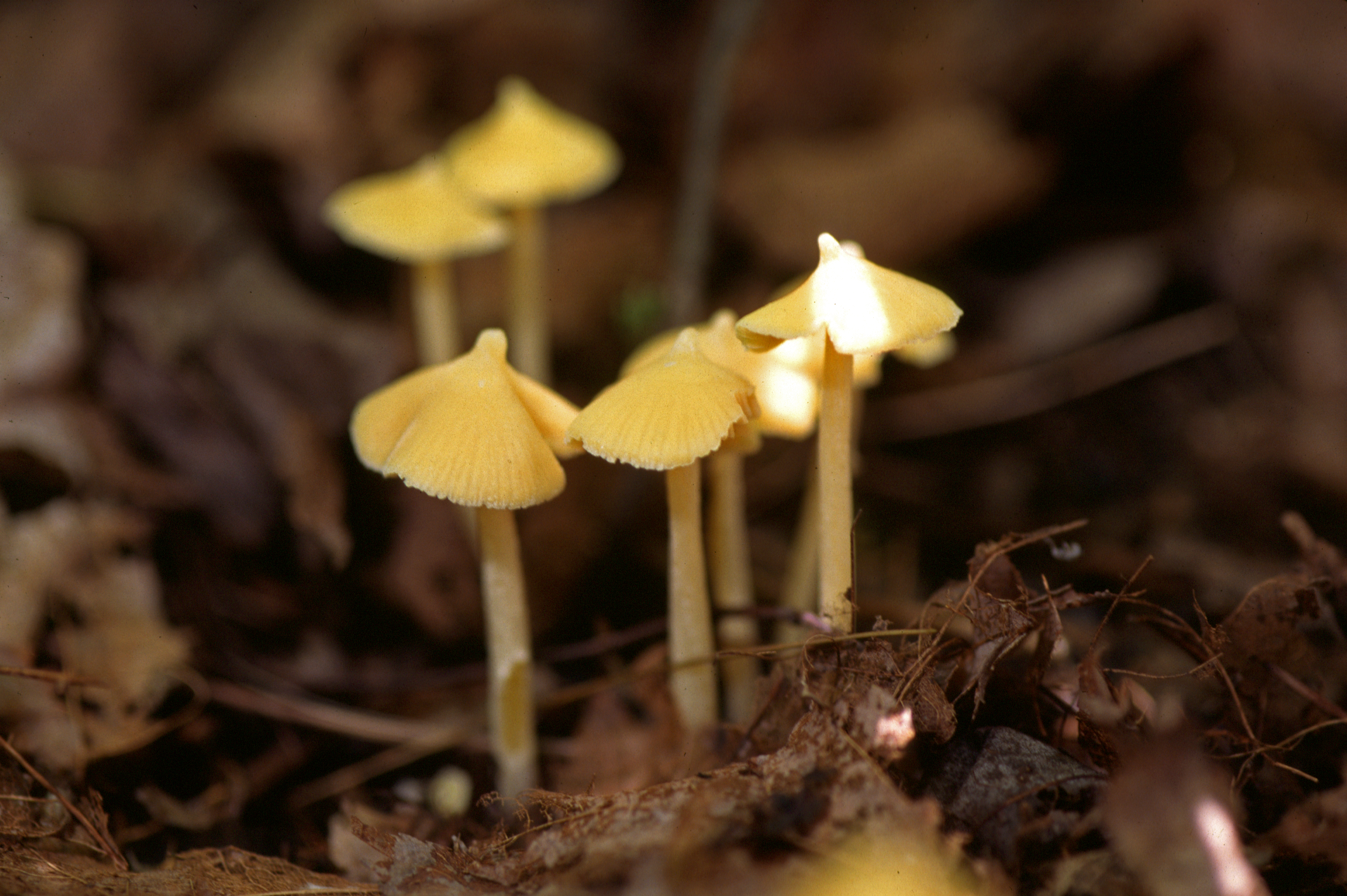 Entoloma murrayi