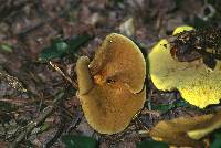 Boletinellus merulioides image