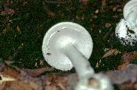 Amanita virosa image