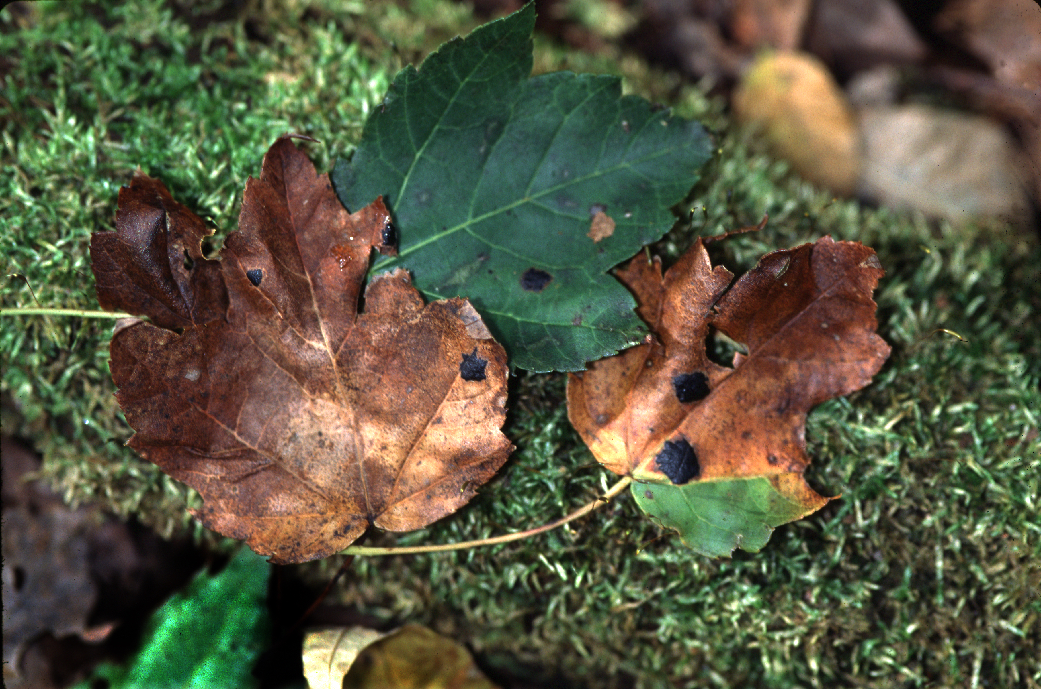 Rhytisma americanum thumbnail