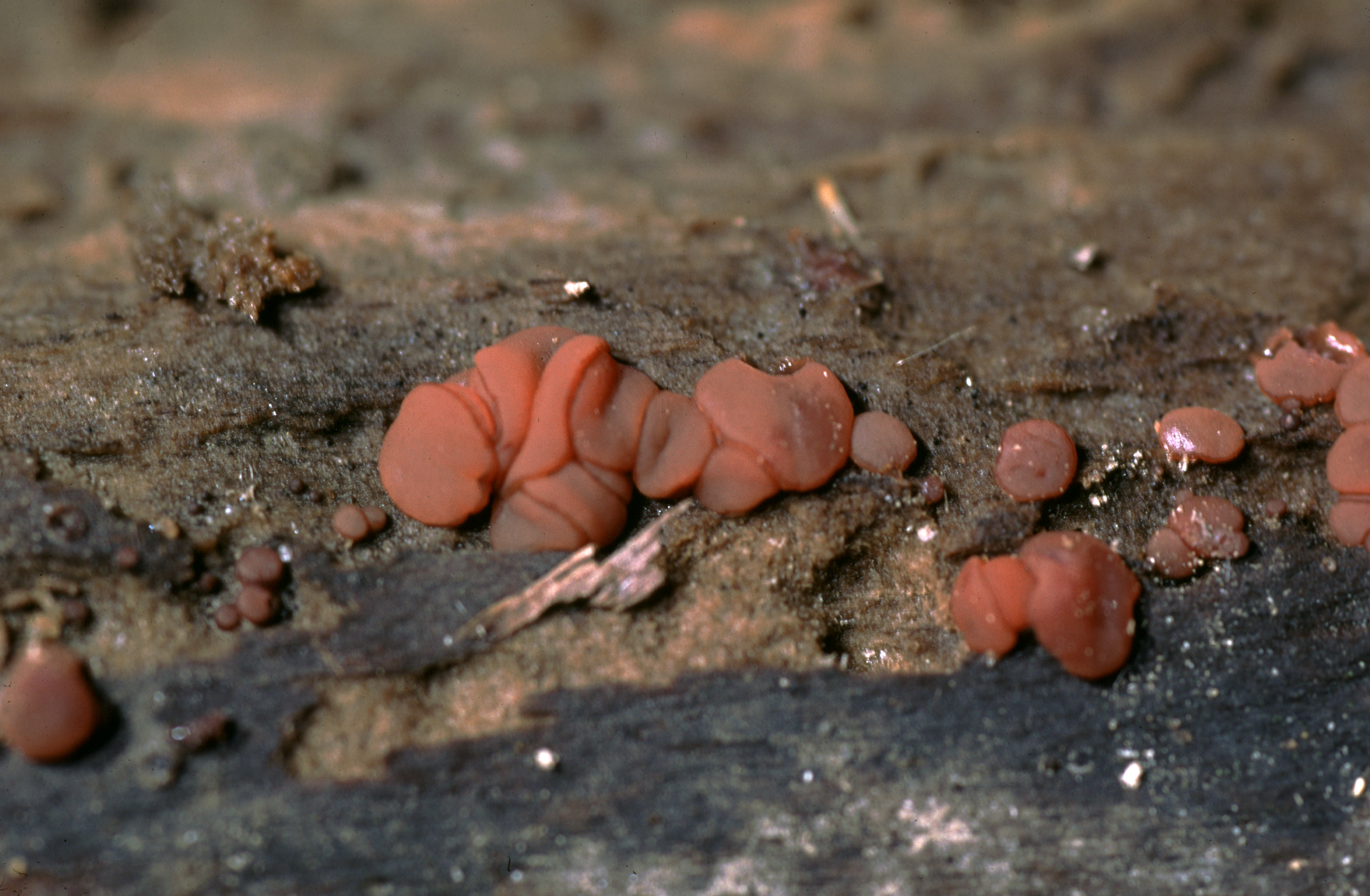 Ascocoryne