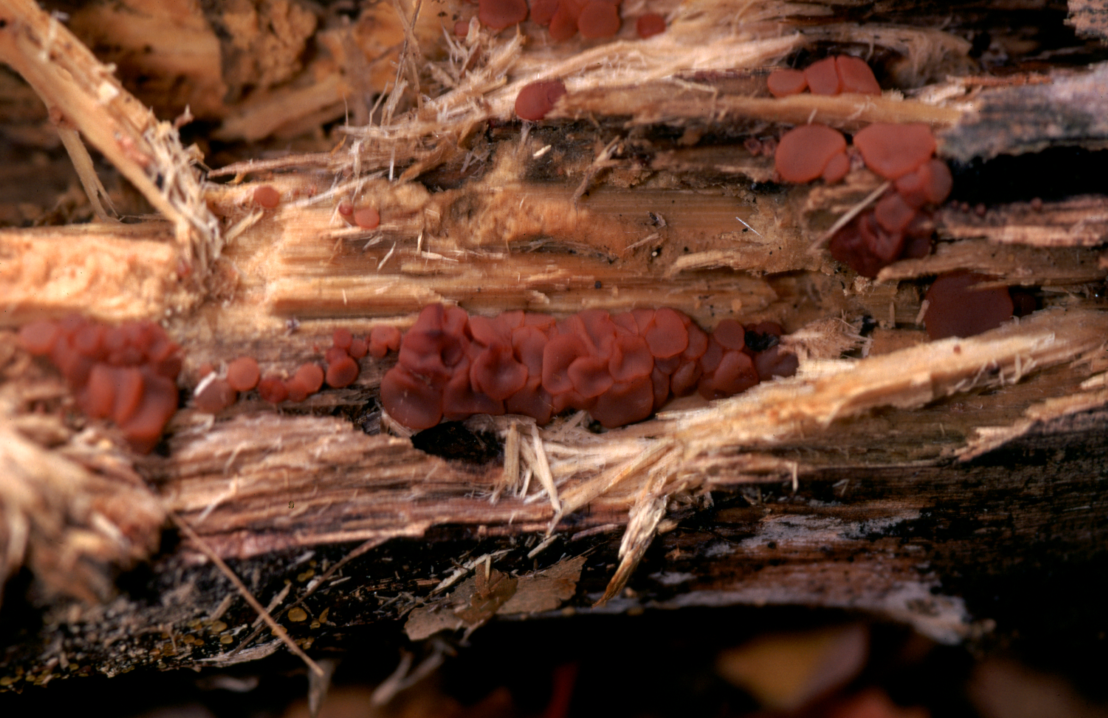 Biscogniauxia marginata thumbnail