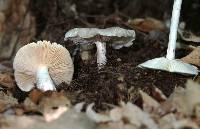Megacollybia platyphylla image