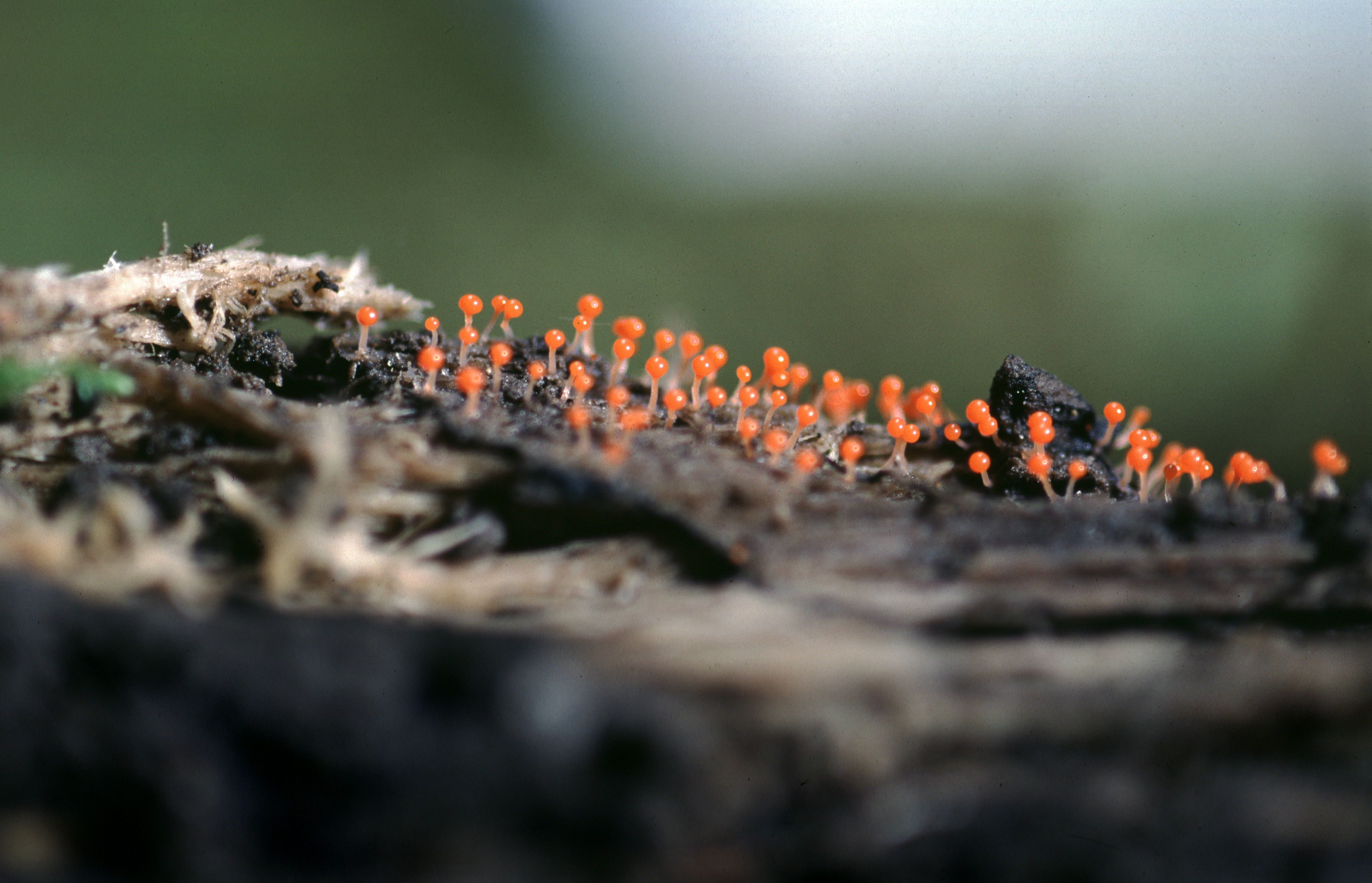 Hemitrichia thumbnail