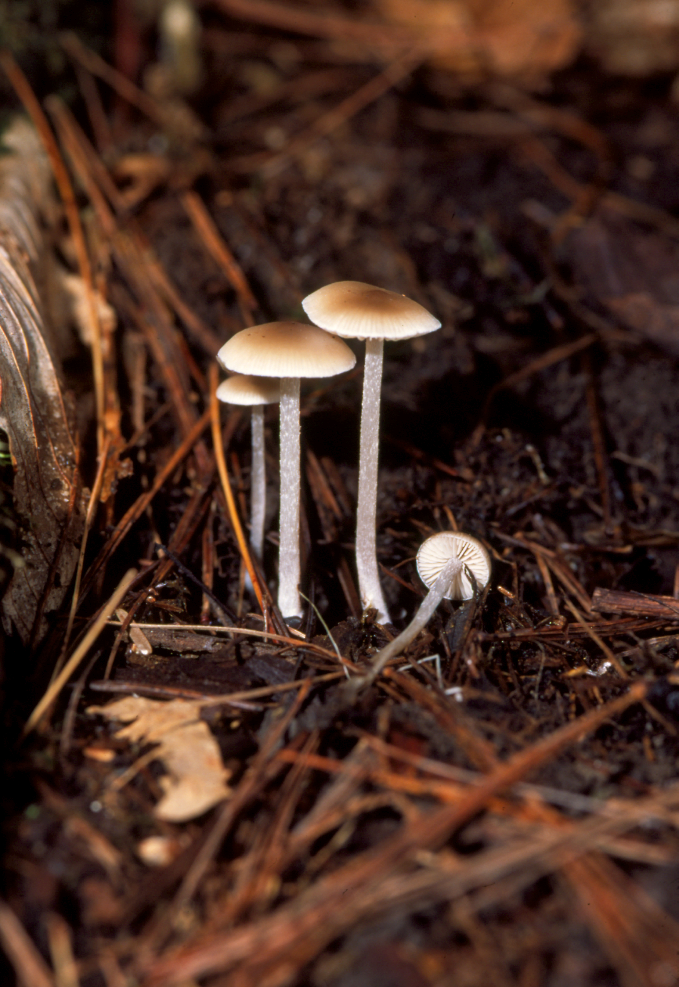 Mycenella thumbnail