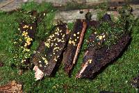 Hypocrea gelatinosa image