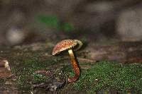 Boletus chrysenteron image