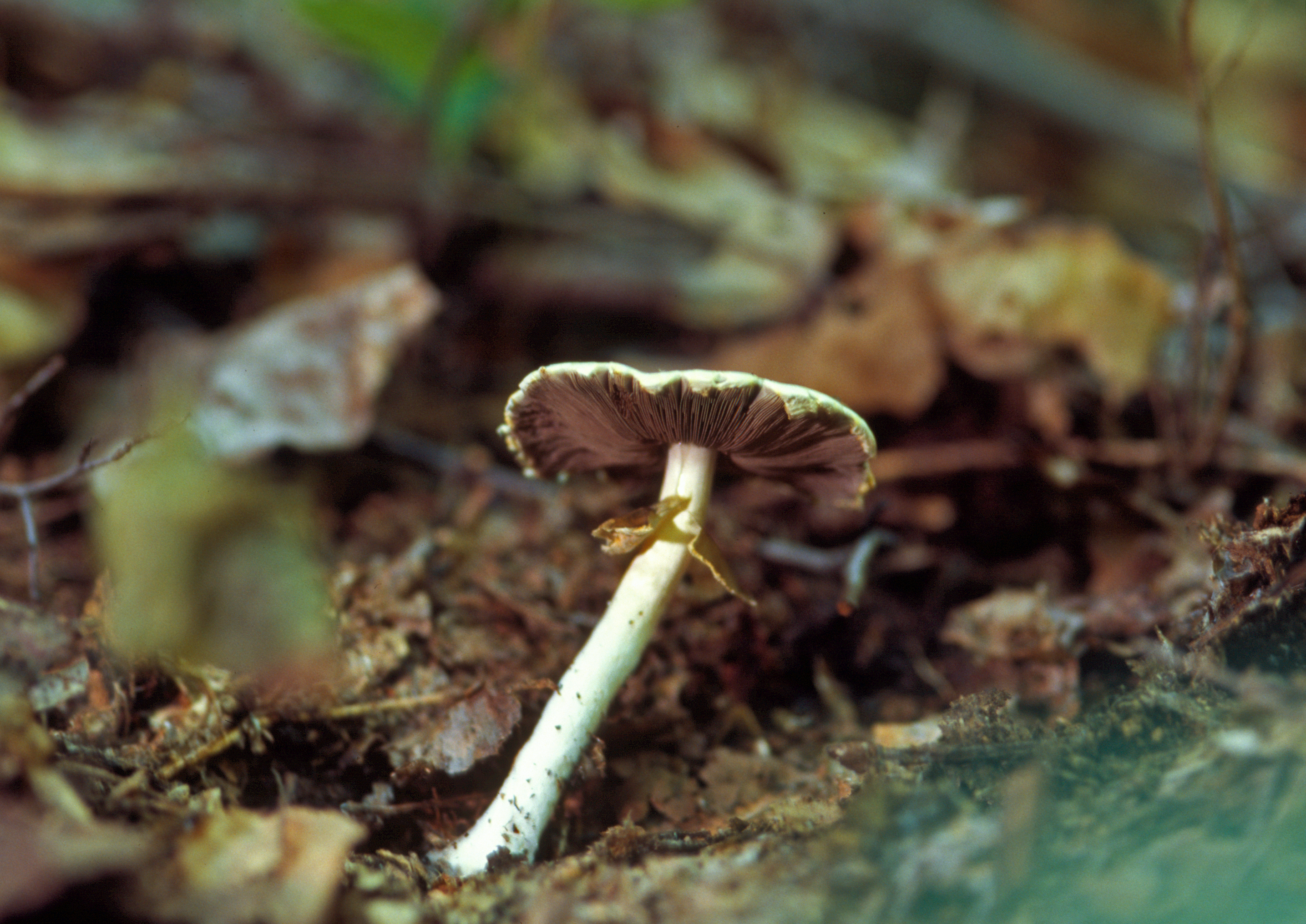 Agaricus abruptibulbus