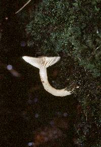 Lactarius griseus image
