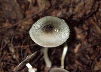 Agaricus placomyces image