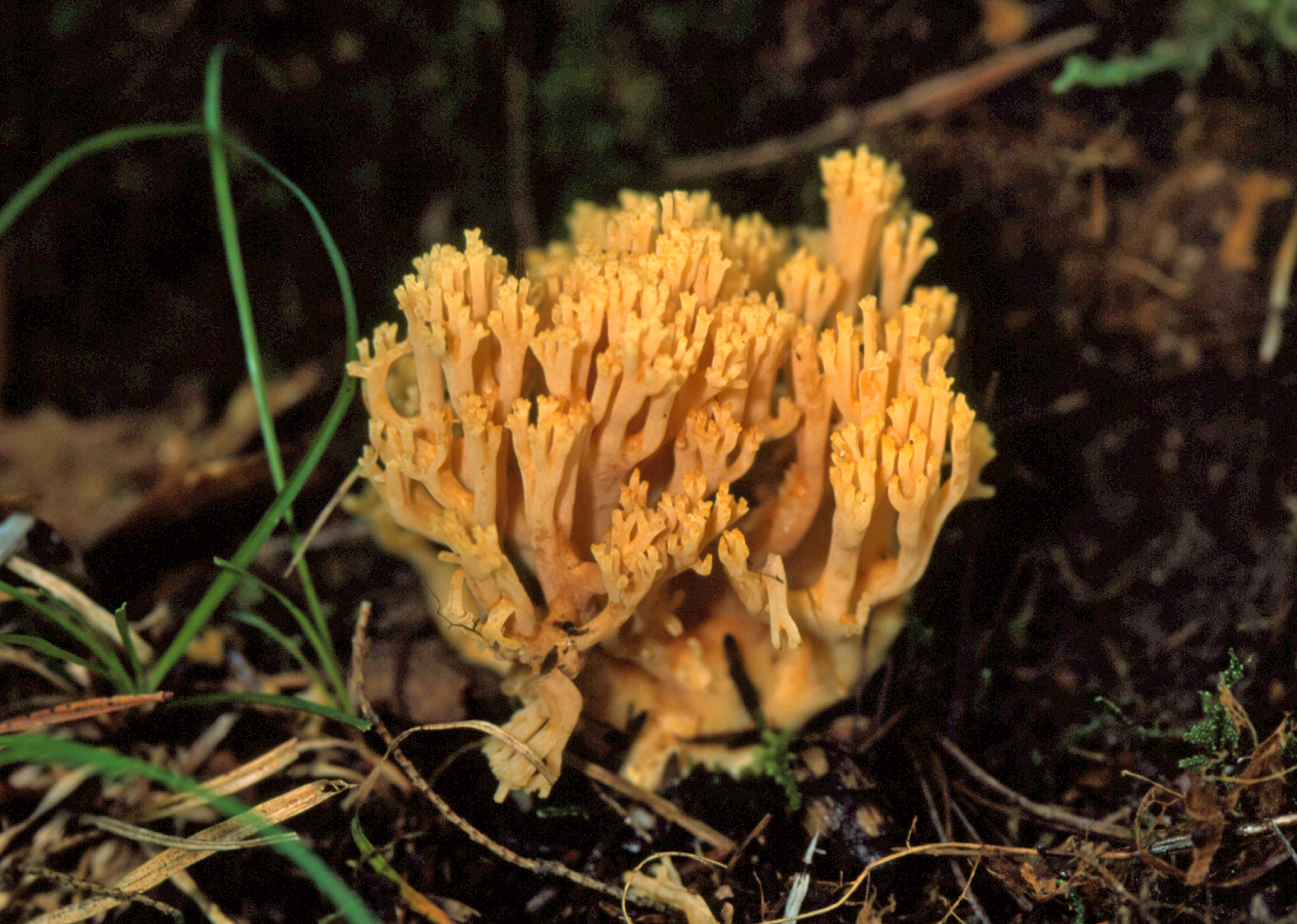 Ramaria flava