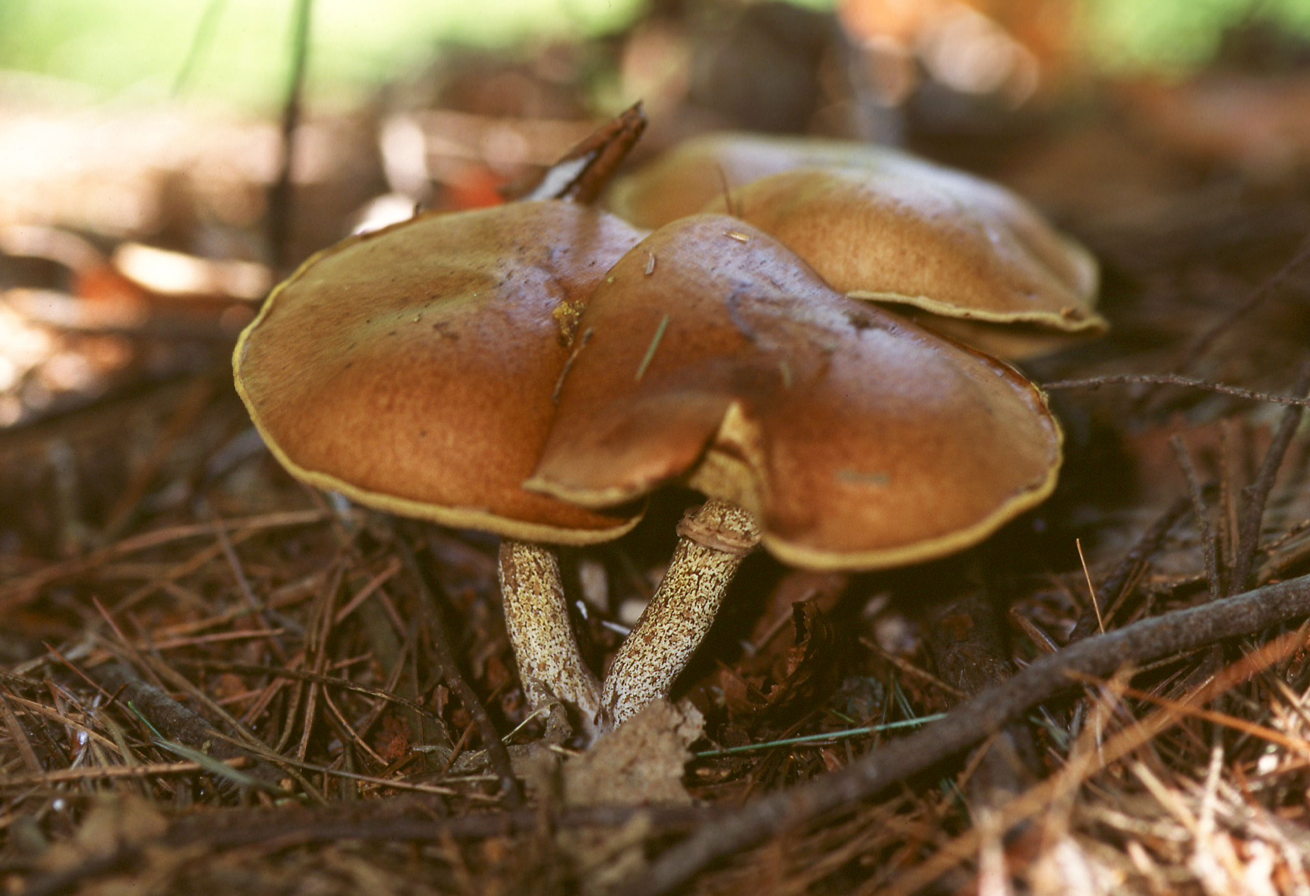 Suillus salmonicolor