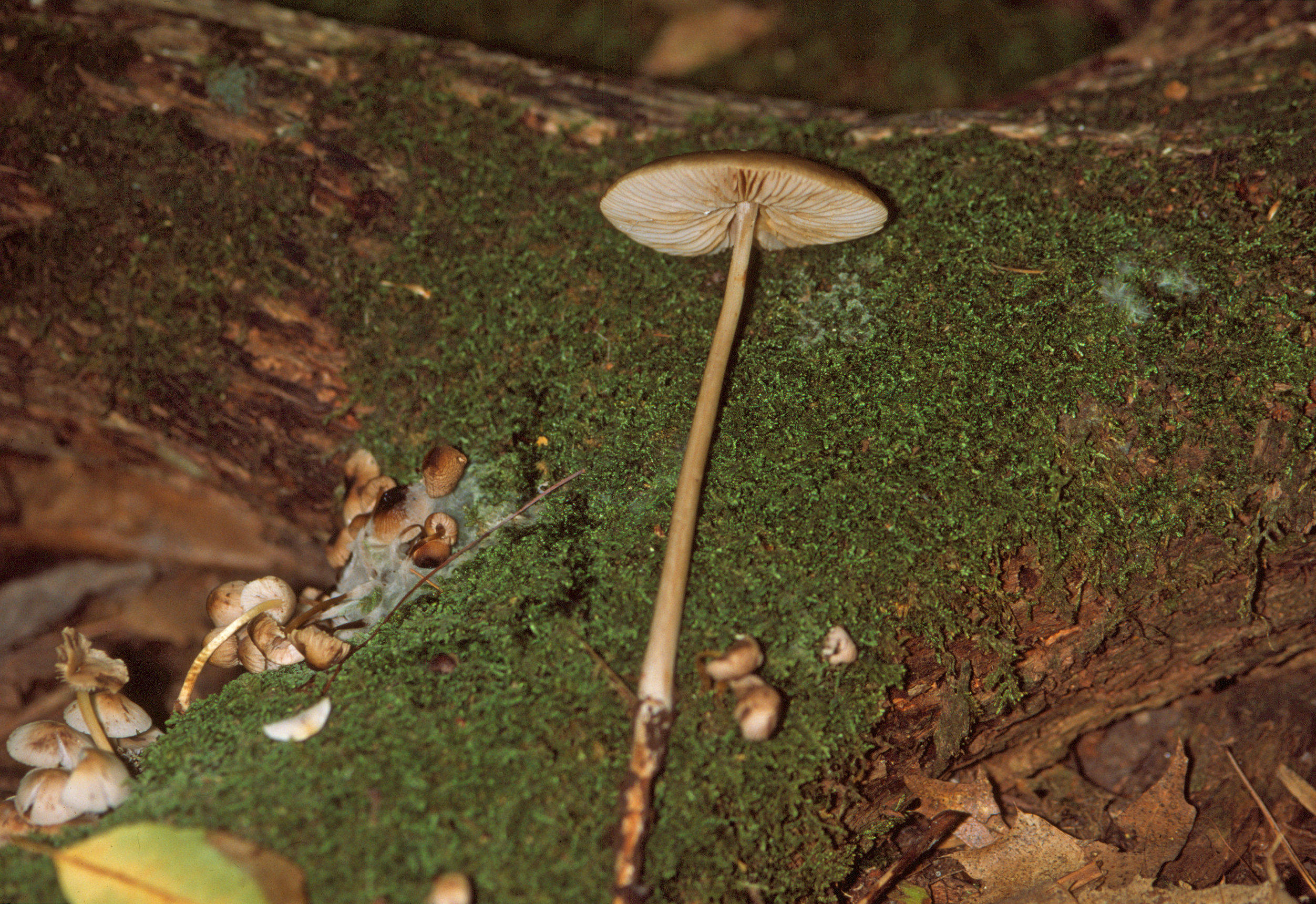 Xerula megalospora thumbnail