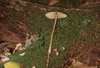 Hymenopellis megalospora image
