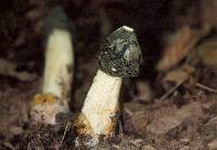Phallus ravenelii image