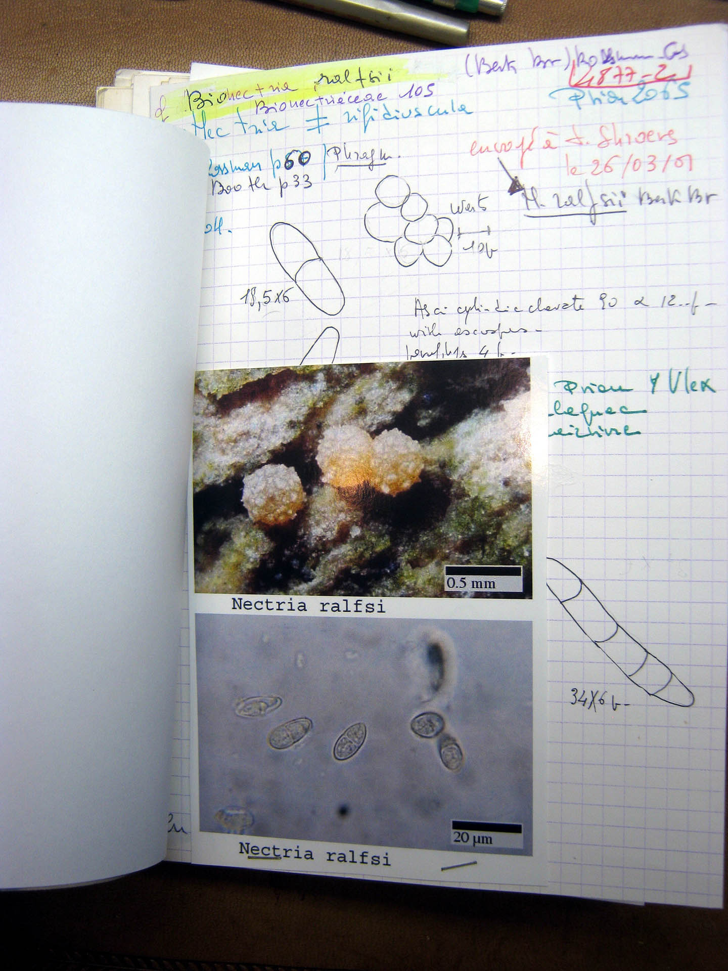 Bionectria ralfsii