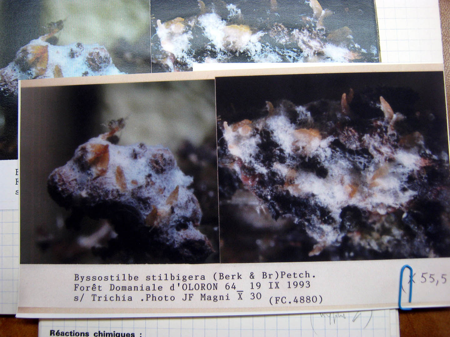 Byssostilbe stilbigera