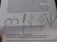 Hypomyces tremellicola image