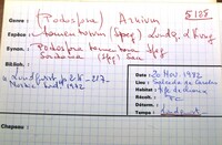 Arnium tomentosum image