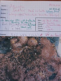 Hypoxylon fendleri image