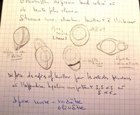 Biscogniauxia anceps image