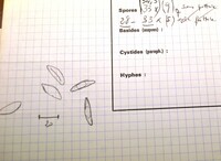 Kretzschmaria deusta image