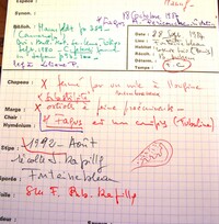 Camarops petersii image