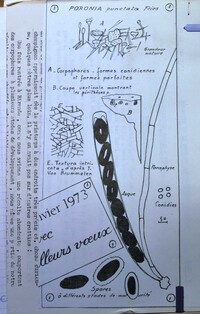 Poronia punctata image