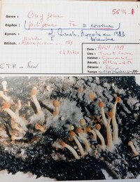Onygena corvina image