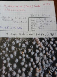 Byssosphaeria rhodomphala image