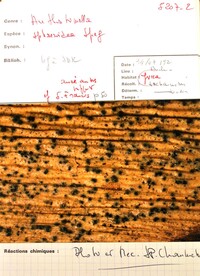 Anthostomella sphaeroidea image