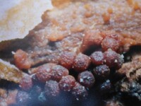 Nectria cinnabarina image