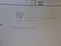 Nectria peziza image