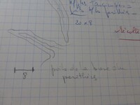 Nectria peziza image